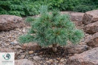 NOWA ODMIANA, PŁACZĄCA Pinus parviflora 'Kumo no Aoi' Sosna drobnokwiatowa