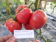 Pomidor Pomidor Królowa Elżbieta pyszna malinówka nasiona kolekcjonerskie