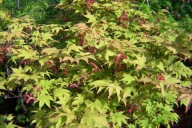 klon osakazuki karłowy pagodowy czerwony okaz 180cm szczepiony palmowy inny