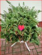 Gałązki Świąteczne Cis Naturalny Wiązka 50 gałązki ok. 60 cm na wianki