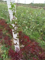 WINOBLUSZCZ sadzonki 25 szt DO ZADARNIANIA wolnych powierzchni