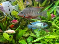 Zestaw spokojnych pielegniczek do akwa 60 - 100 l