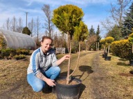 Cyprysik cięty w kulę na pniu nr 6