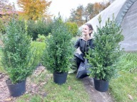 Bukszpan - ogromne rozmiary