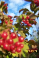 Kalina bonsai szczepiona koralowa zapachowa inna