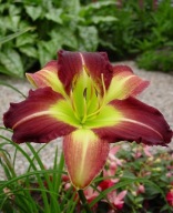 LILIOWIEC MIKE REED 300 kwiatów w sezonie IMPONUJĄCA ODMIANA sadzonki