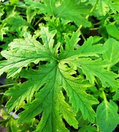 Pelargonia pachnąca Geranium - Anginka SADZONKI