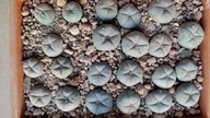 KAKTUSY. Lophophora williamsii CH 211 Arteaga, Coahuila