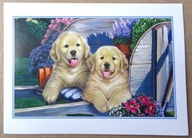 POCZTÓWKA - PIESKI - grafika autorska - Jenny Newland dla IFAW duży karnet