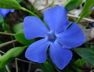 BARWINEK POSPOLITY Vinca minor sadzonki 50 sztuk zimozielony miododajny