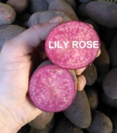 ZDROWE RÓŻOWE CZERWONE ZIEMNIAKI - LILY ROSE 2 KG