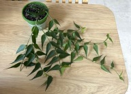 Hoya Polyneura VIETNAM ze ZDJĘCIA, MNÓSTWO KWIATUSZKÓW i młodych listków