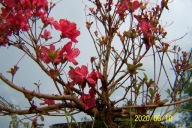 Azalia japońska horyzontalna górska pachnąca inna