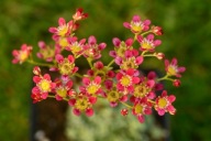 Skalnica - Saxifraga 'Jaromir'