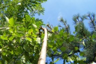 Brzoza szczepiona pendula jednostronna mini inna