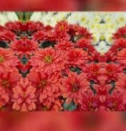 Chryzantema zimująca'' Marchewkowa trawa irys