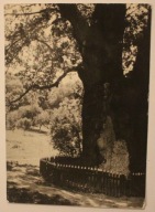 KADYNY. Zabytek przyrody - "Dąb Jana Bażyńskiego" liczący ok. 1000 lat