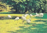 WROCŁAW - ZOO - FLAMING - FLAMINGI - PTAK