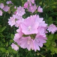 Ślaz Piżmowy Ogród Naturalistyczny Sadzonka P9