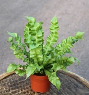 Asplenium nidus 'Crispy Wave' Paproć SADZONKA 25 cm
