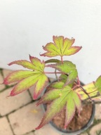 KLON PALMOWY "TSUMAGAKI" Acer palmatum sadzonka