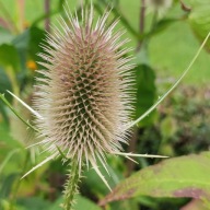 Szczeć pospolita - 250 nasion