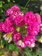 Pelargonia -Yuv Grushenka - sadzonka