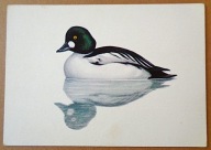 POCZTÓWKA - KACZKA GĄGOŁ - JERZY DESSELBERGER - grafika autorska lata 60-te