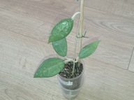 Hoya Hoja VERTICILLATA sp. BOGOR ukorzeniona