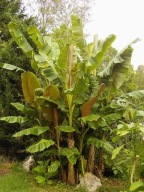 10 nasion bananowca Musa sikkimensis green – ŚWIEŻE NASIONA