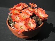 Kaktus ,Rebutia, Mediolobivia pygmaea v. nova RH 590