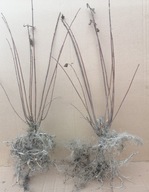 JAŚMINOWIEC JAŚMIN wonny XXL PIĘKNY