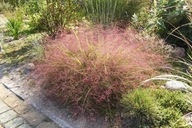 ___Trawa ozdobna miłka okazała) mglista różowa trawa sadzonka 1l___