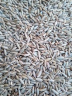 ŻYTO OZIME HYBRYDOWE 2025  20 KG