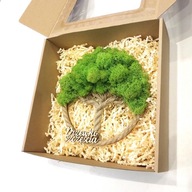 Drzewko Szczęścia Chrobotek, oryginalny prezent na każdą okazję