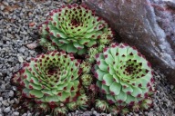 Rojnik 'PURPLE RAIN' P8