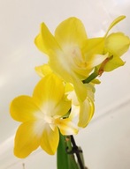 PHALENOPSIS storczyk multiflora 2