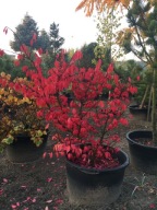 Trzmielina Oskrzydlona Zabarwiona Na Czerwono FOTY