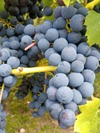 WINOROŚL Sadzonki winogron-CASCADE -przerobowa najlepsza na nasz klimat