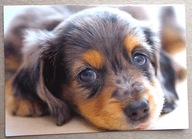 POCZTÓWKA - PIESEK - wyd. w Niemczech dla IFAW-Org. Ochrony Zwierząt karnet