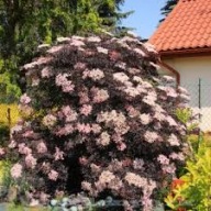 Bez czarny BLACK LACE "EVA" (Sambucus Nigra)