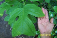 Tulipanowiec krzewiasty XL szczepiony karłowy inny