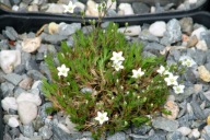 Mokrzyca - Minuartia recurva subsp. condensata