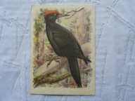 DZIĘCIOL CZARNY PTAKI PRAWNIE CHRONIONE .. ,,, ...