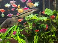 Brzanka Denisona (brzanka czerwonopręga)