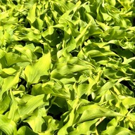 Funkia Hosta 'Surfing Mouse' W DONICZCE, miniaturowa, wiele sadzonek