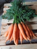 Marchewka świeża 15kg MARCHEW Od Rolnika Rolnik Duża ! 15 kg KG Marchew