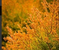 TUJA FIRE CHIEF KULKA INNA JAK WSZYSTKIE NIE WYMAGAJACA ŁADNE SADZONKI