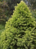 Swierk biały 'Daisy's White' C2 20/30