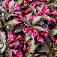 Krzewuszka Tango (96b) - 3 l